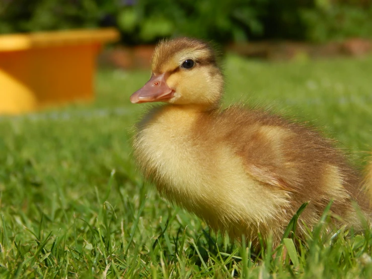 a duck that is standing in the grass, on a green lawn