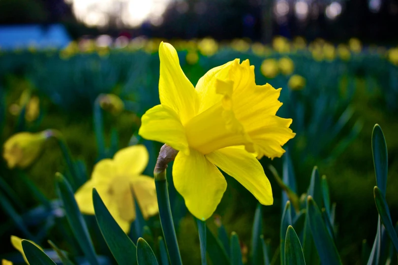 a close up of a yellow flower in a field, by David Garner, pexels, square, myth of narcissus, city park, celebration