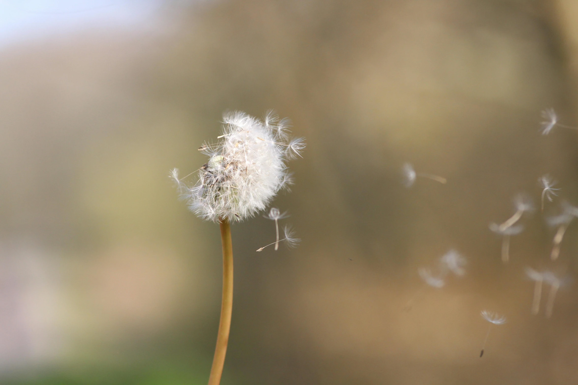 a dandelion blowing in the wind with a blurry background, by Eglon van der Neer, unsplash, hurufiyya, high quality product image”, shot on sony alpha dslr-a300, white, floating dust