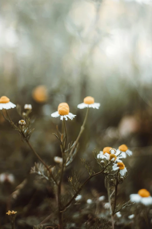 a field full of white and yellow flowers, inspired by Elsa Bleda, trending on unsplash, romanticism, paul barson, chamomile, orange flowers, bokeh )