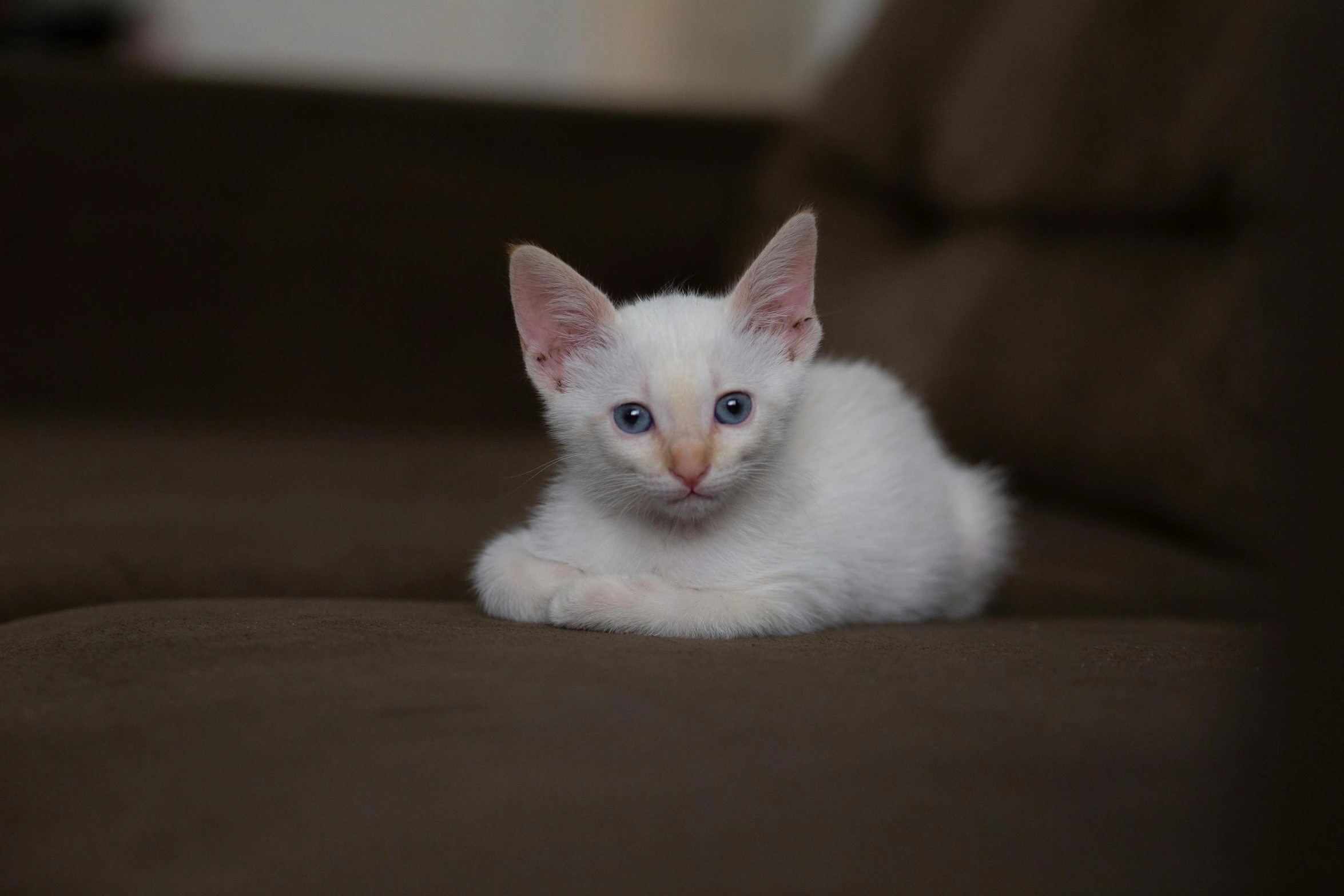 a white kitten sitting on top of a brown couch, by Jan Tengnagel, pexels contest winner, renaissance, pale blue skin, blue eyed, phot