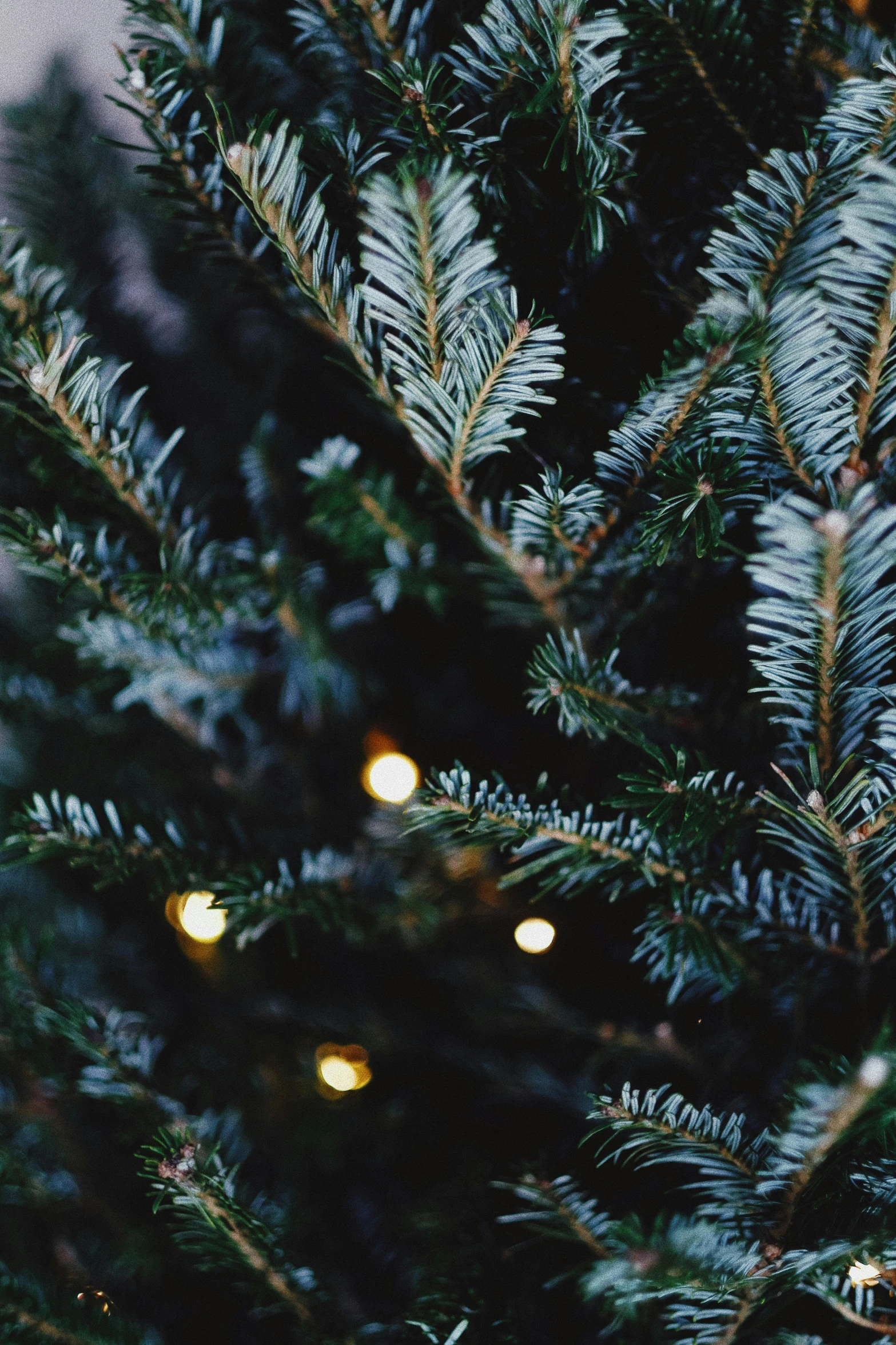 a close up of a christmas tree with lights, by Carey Morris, pexels, dark green leaves, blue, black fir, vintage style