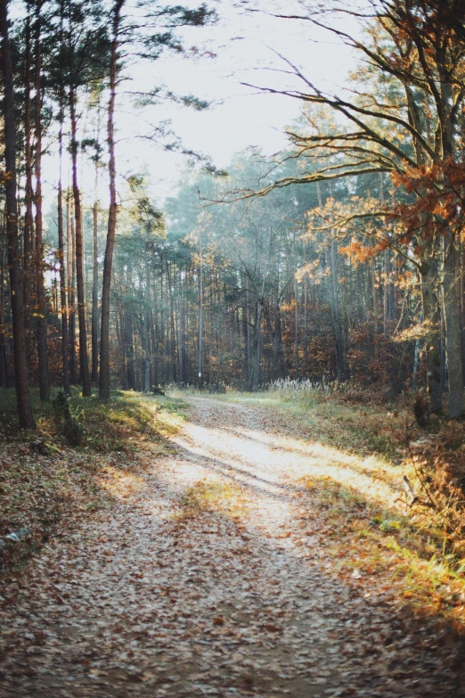 a dirt road in the middle of a forest, a picture, by Grytė Pintukaitė, pexels, 2 5 6 x 2 5 6 pixels, vhs colour photography, soft autumn sunlight, panorama