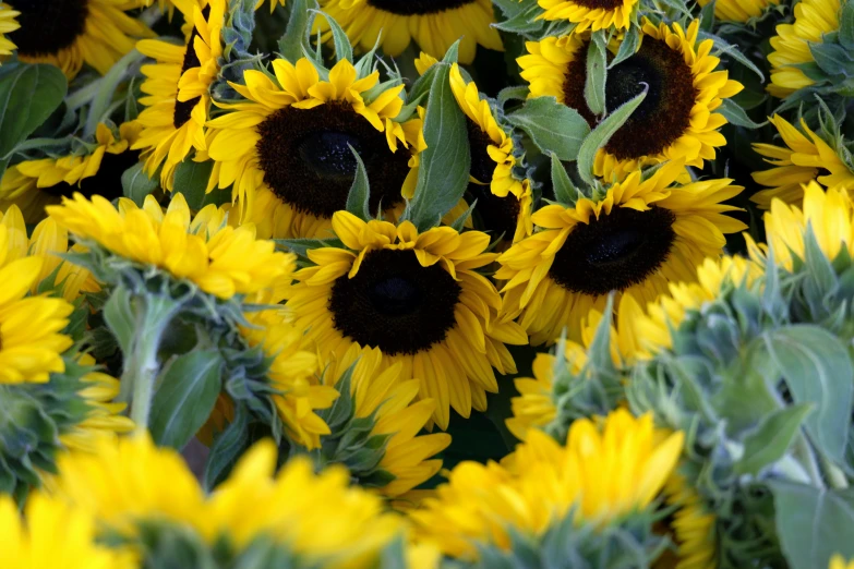 a bunch of yellow sunflowers with green leaves, by Linda Sutton, pexels, fan favorite, zoomed in shots, 1 6 x 1 6, grey