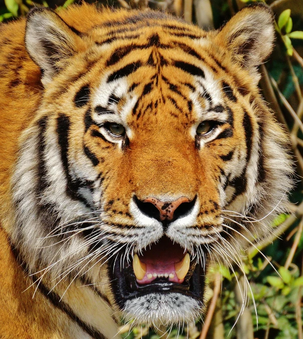 a close up of a tiger with its mouth open, pexels contest winner, today\'s featured photograph 4k, ( ultra realistic, a handsome, highly detailed in 4 k ”