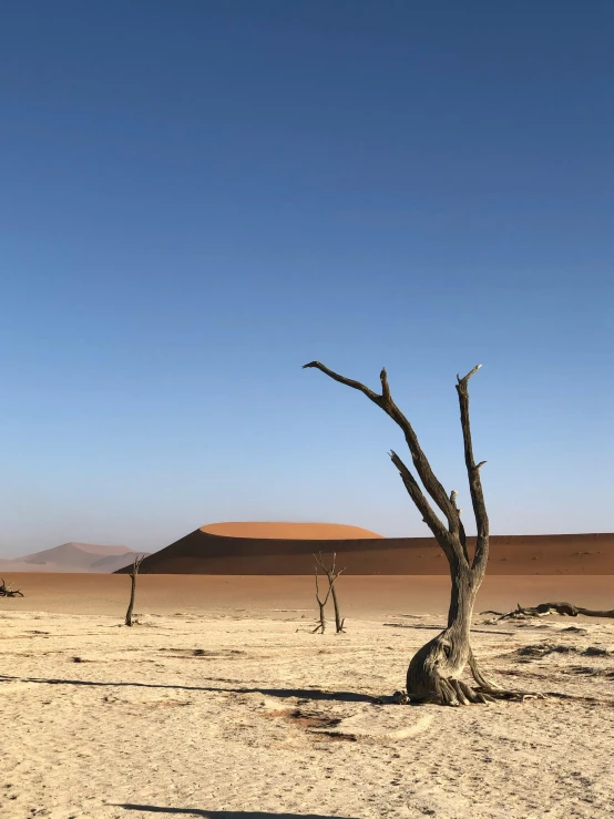 a dead tree sitting in the middle of a desert, from the distance, crater, looking towards the camera, curved trees