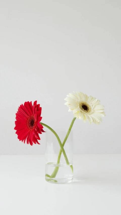 two red and white flowers in a clear vase, pexels, minimalism, daisy, full product shot, no cropping, olivia kemp