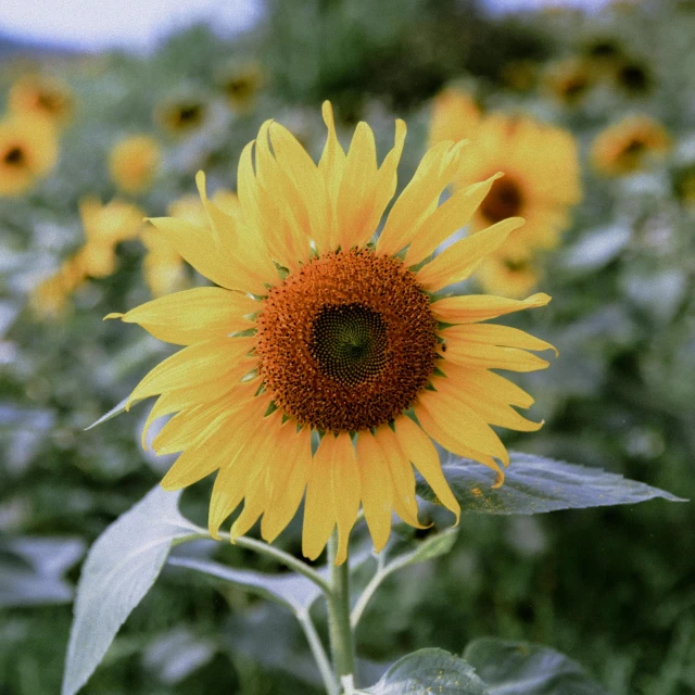 a close up of a sunflower in a field, shot on hasselblad, coloured film photography, an ai generated image, movie filmstill