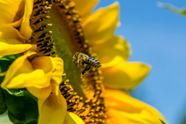 a bee on a sunflower with a blue sky in the background, by Carey Morris, pexels contest winner, fan favorite, having a snack, grey, slide show