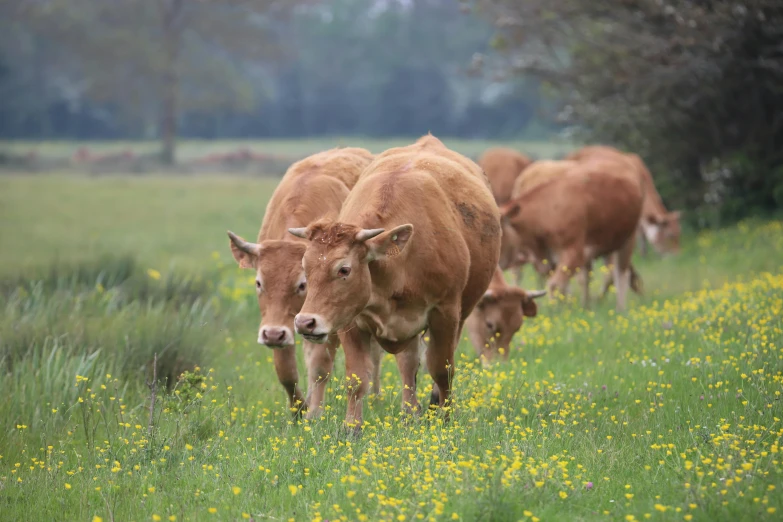 a herd of cows standing on top of a lush green field, a picture, by Julian Hatton, unsplash, renaissance, buttercups, low quality photo, brown, walking