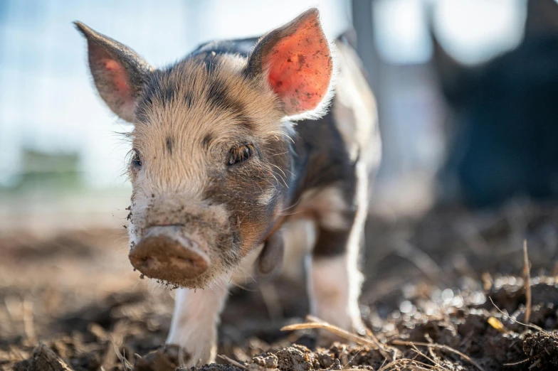 a small pig standing on top of a dirt field