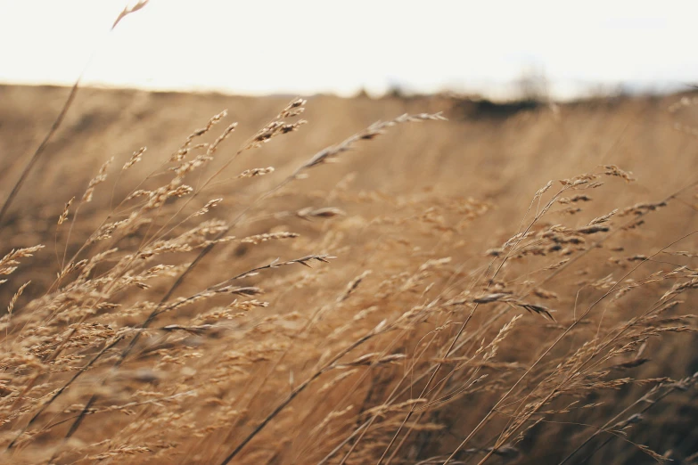 tall grass blowing in the wind on a sunny day, by Emma Andijewska, trending on unsplash, beige and gold tones, farming, brown, background image