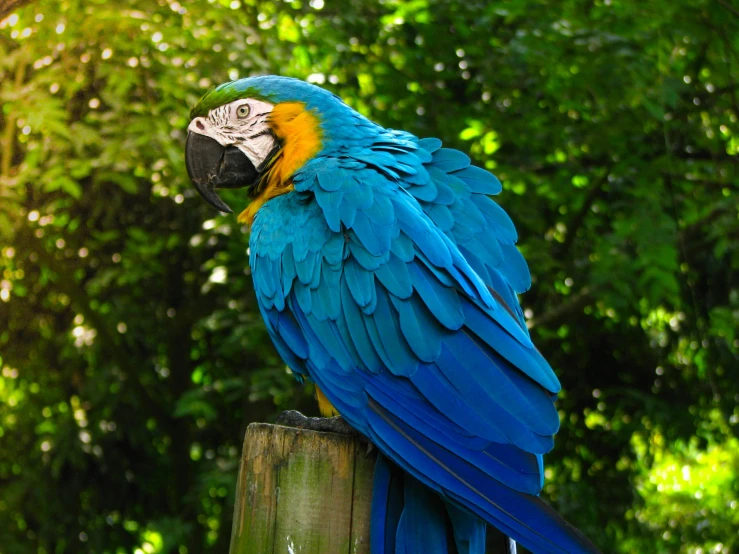 a blue and yellow parrot sitting on top of a wooden post, 🦩🪐🐞👩🏻🦳, istock, vibrantly lush, on a pedestal