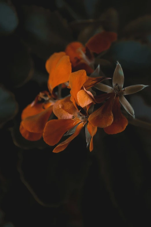 a close up of a flower on a plant, inspired by Elsa Bleda, unsplash contest winner, baroque, dark orange night sky, desert flowers, taken with sony alpha 9, portrait mode photo