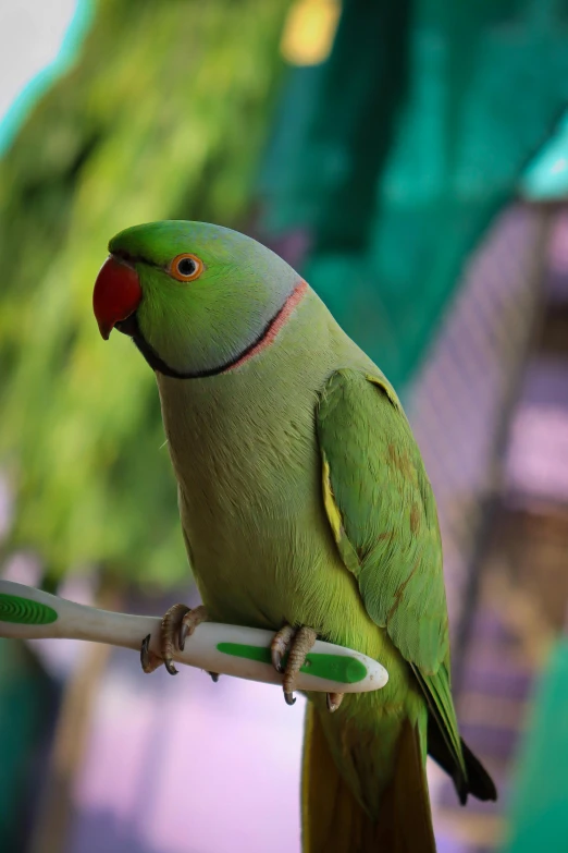 a green parrot sitting on top of a toothbrush, sitting on a tree, on display, with a pointed chin, eucalyptus