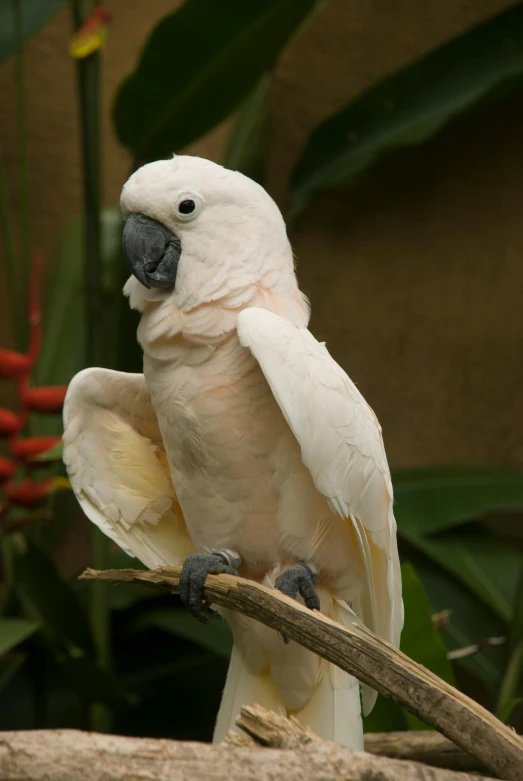 a white bird sitting on top of a tree branch, in the zoo exhibit, cocky expression, highly upvoted, winged