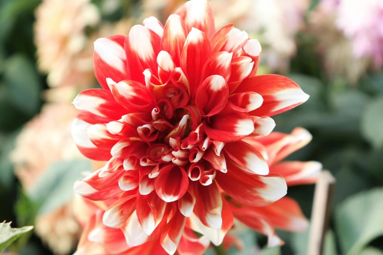 a close up of a red and white flower, dahlias, huge flame fantasy plant, subtle detailing, multicoloured