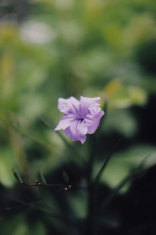 a purple flower sitting on top of a lush green field, by Attila Meszlenyi, medium format. soft light, in the jungle. bloom, large)}], konica minolta