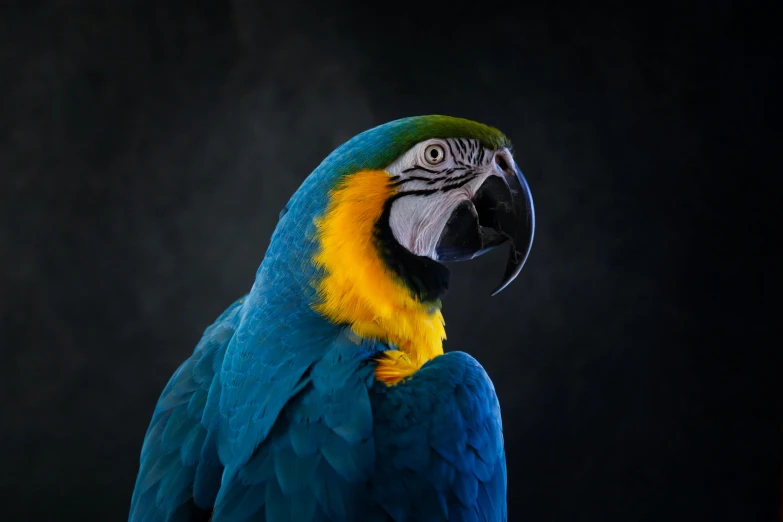 a close up of a parrot with a black background, a portrait, inspired by Charles Bird King, pexels contest winner, blue and gold, various posed, portrait of tall, on a gray background