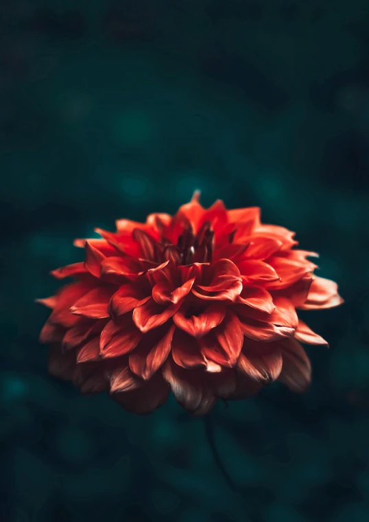 a red flower sitting on top of a lush green field, inspired by Elsa Bleda, unsplash contest winner, dark orange, dahlias, profile picture, dark. no text