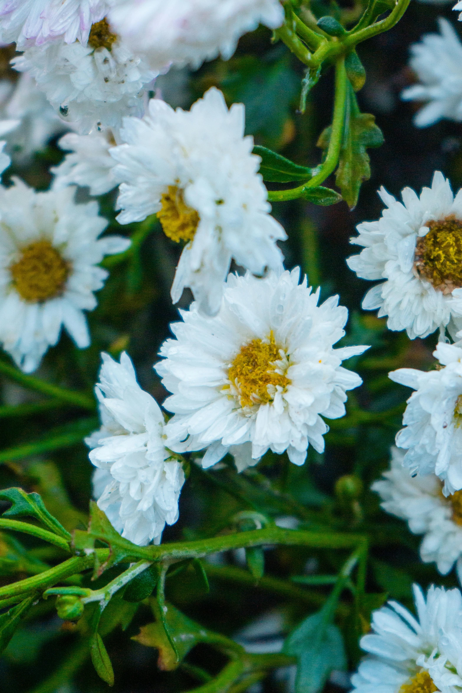 a close up of a bunch of white flowers, inspired by Childe Hassam, trending on unsplash, baroque, marigold, color image, loosely cropped, ari aster