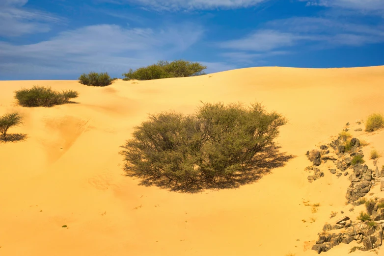 a group of trees that are in the sand, yellow carpeted, dessert, curvacious, fan favorite