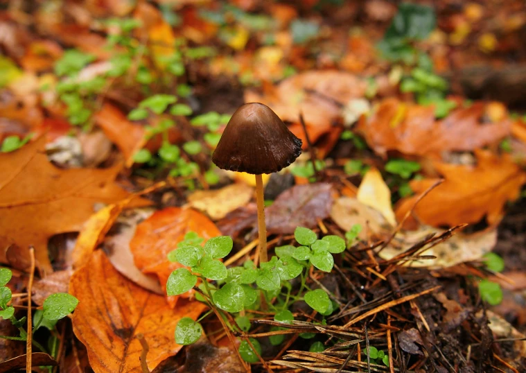 a mushroom sitting on top of a pile of leaves, by Jesper Knudsen, unsplash, fan favorite, wet ground, pointy hat, brown