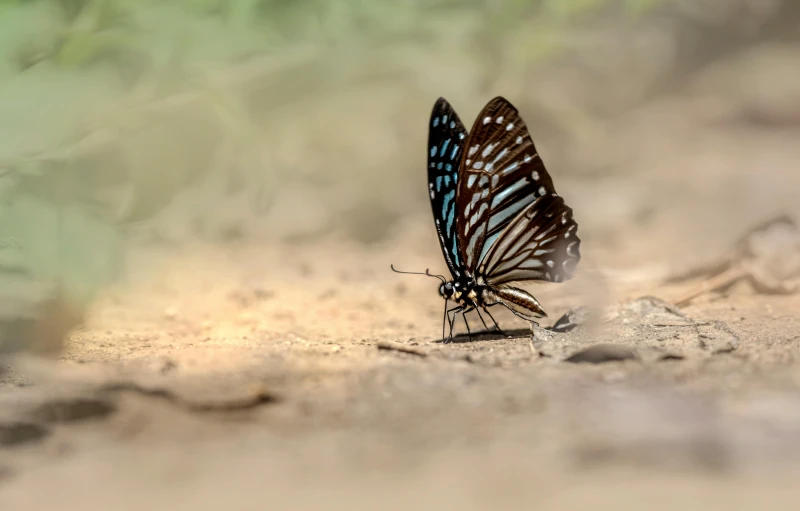 a butterfly that is sitting on the ground, by Andries Stock, pexels contest winner, black and blue, take off, light toned, calmly conversing 8k