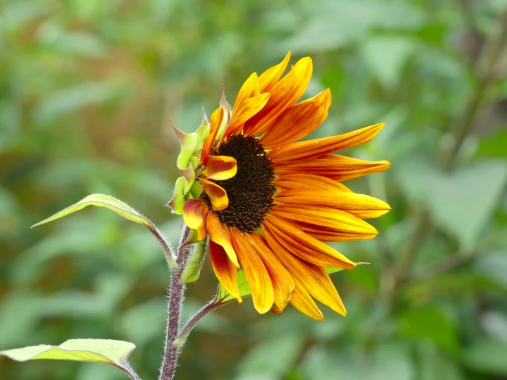 a close up of a sunflower with a blurry background, by Jan Rustem, pexels, yellows and reddish black, “ iron bark, a tall, where a large