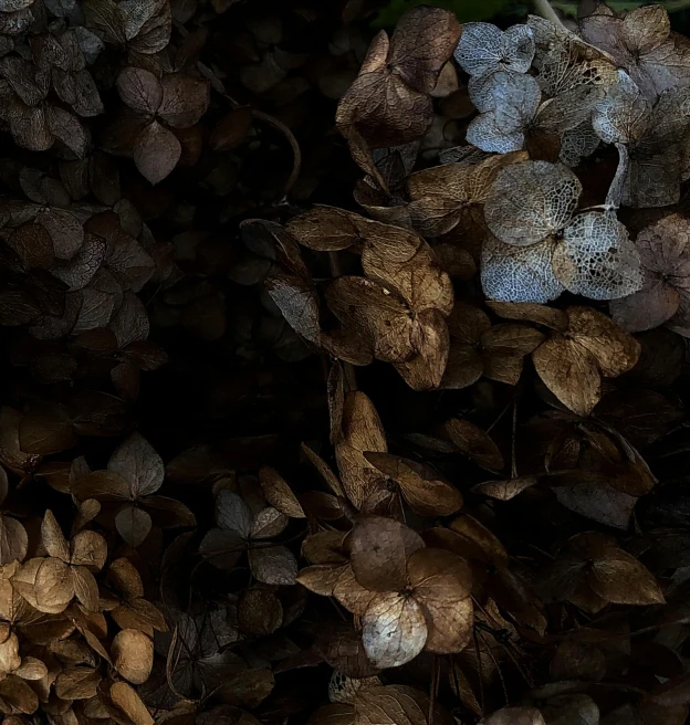 a close up of a bunch of dried flowers, an album cover, inspired by Jan Lievens, pexels contest winner, tonalism, hydrangea, 8 k. volumetric lighting. dark, overgrown ivy plants, japonisme 3 d 8 k ultra detailed