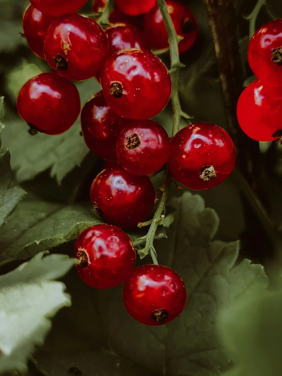 a close up of a bunch of red berries, an album cover, inspired by Elsa Bleda, trending on unsplash, we, high quality product image”, avatar image, garden with fruits on trees