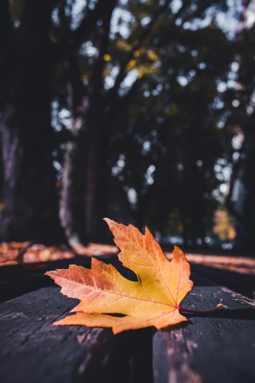 a leaf sitting on top of a wooden table, pexels contest winner, next to a tree, black, fall colors, 15081959 21121991 01012000 4k