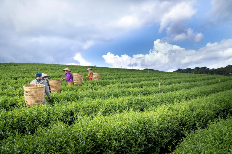 a group of people picking tea leaves in a field, by Yasushi Sugiyama, pixabay, avatar image, high quality image, instagram photo, taiwan