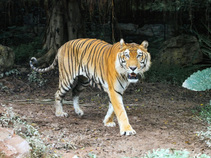 a tiger that is walking around in the dirt, sydney park, on a jungle forest, on his hind legs, a pair of ribbed