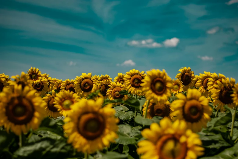 a field of sunflowers with a blue sky in the background, by Carey Morris, pexels contest winner, fan favorite, paul barson, ground level shot, unsplash photo contest winner