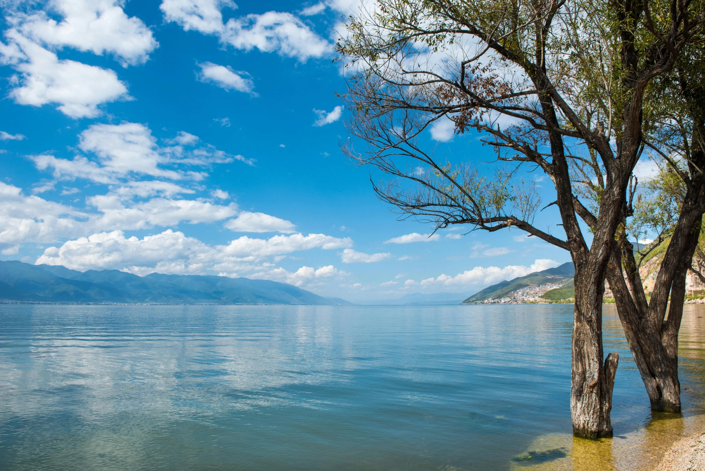 a large body of water surrounded by trees, pexels contest winner, lake baikal in the background, blue sky, beautiful italian beach scene, under the soft shadow of a tree