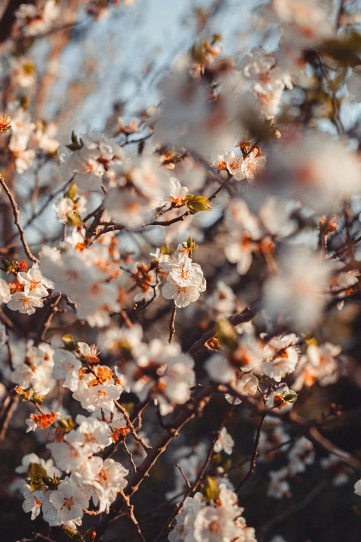 a close up of a tree with white flowers, trending on unsplash, sunset warm spring, color ( sony a 7 r iv, seasonal, alessio albi