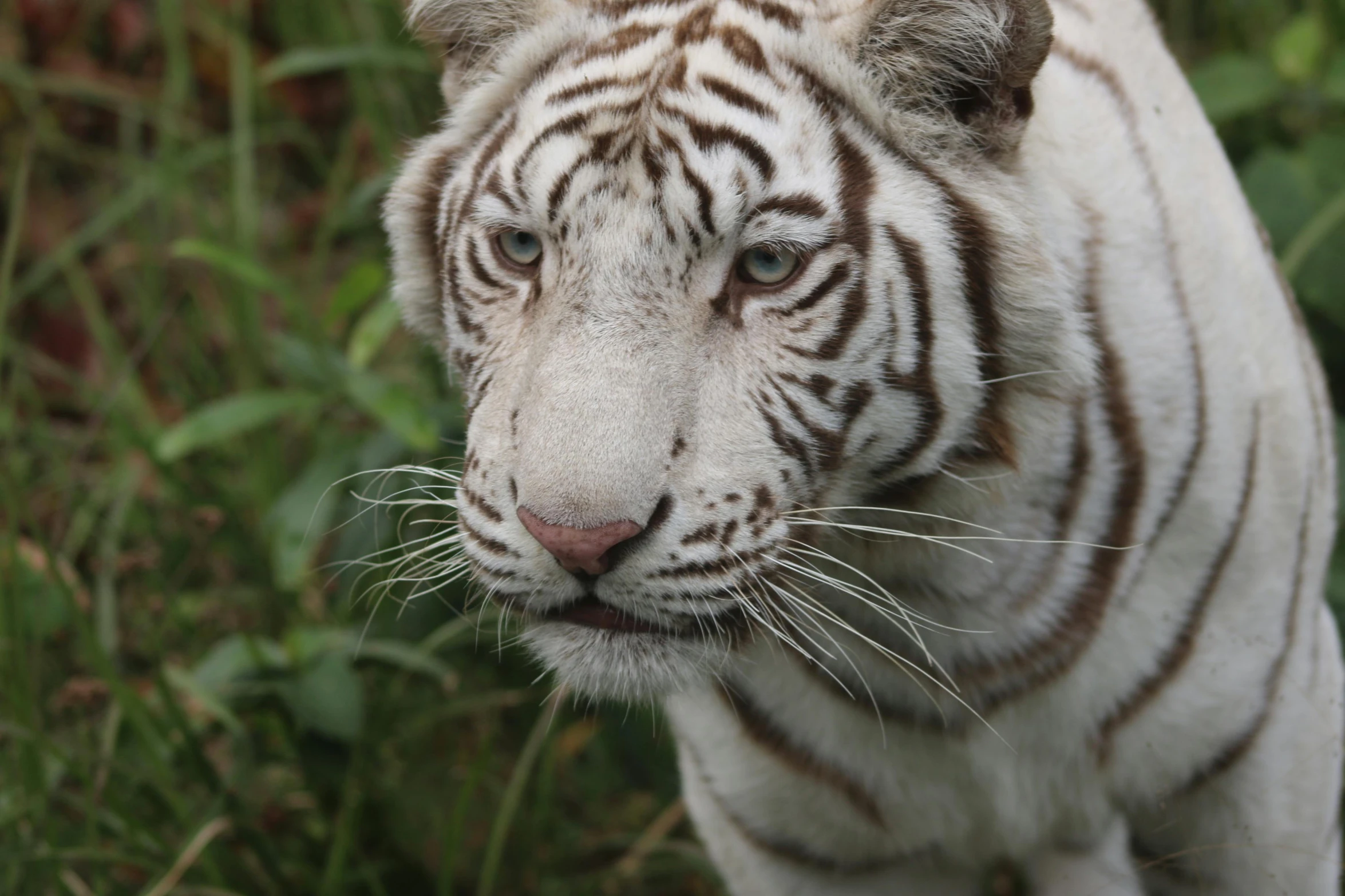 a white tiger standing on top of a lush green field, a portrait, pexels contest winner, white facepaint, innocent look, aged 2 5, striped