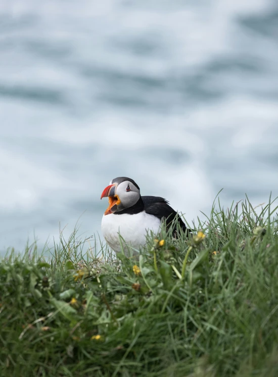 a bird that is sitting in the grass, looking at the ocean