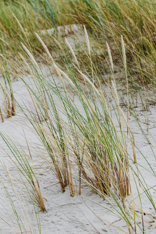 a red fire hydrant sitting on top of a sandy beach, tall grass, unfinished roots of white sand, botanicals, panorama