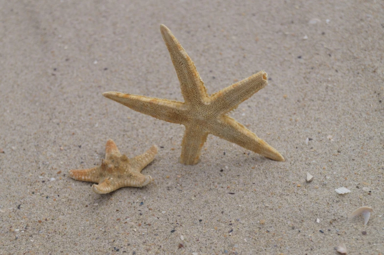 a couple of starfishs sitting on top of a sandy beach, inspired by Vija Celmins, unsplash, photorealism, sense of scale, star hatcheries, different sizes, angled shot