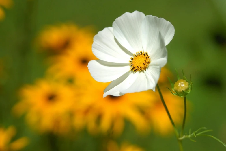 a close up of a white flower with yellow flowers in the background, by Alison Geissler, pixabay contest winner, cosmos in the background, taken in the late 2010s, slide show, summer light