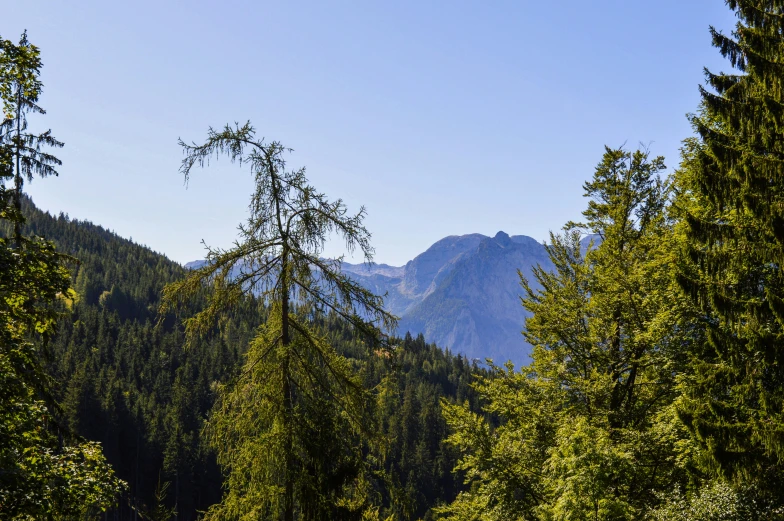 a forest filled with lots of trees and a mountain in the background, by Karl Gerstner, pexels contest winner, les nabis, clear blue skies, a wooden, black fir, three views