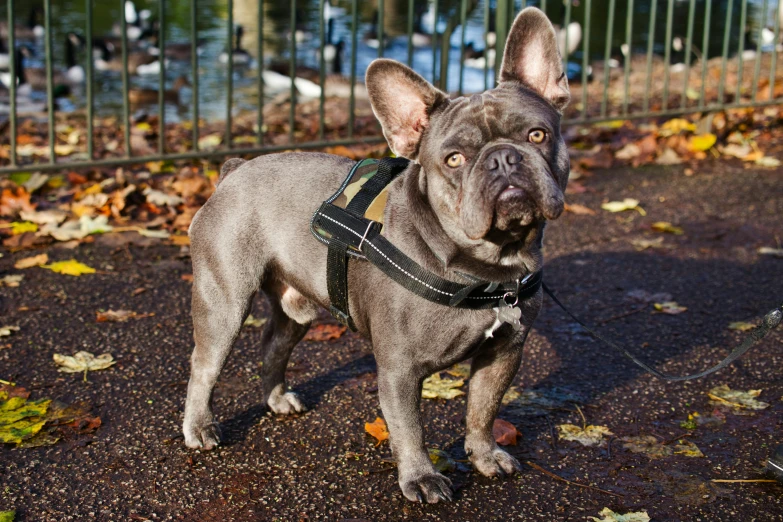 a dog wearing a harness standing in front of a fence, a portrait, shutterstock, french bulldog, thumbnail, square, at a park