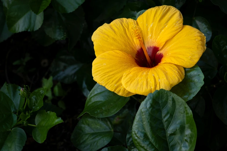 a yellow flower with a red center surrounded by green leaves, by Alison Geissler, pexels contest winner, hurufiyya, hibiscus flowers, slight overcast weather, slide show, colors: yellow