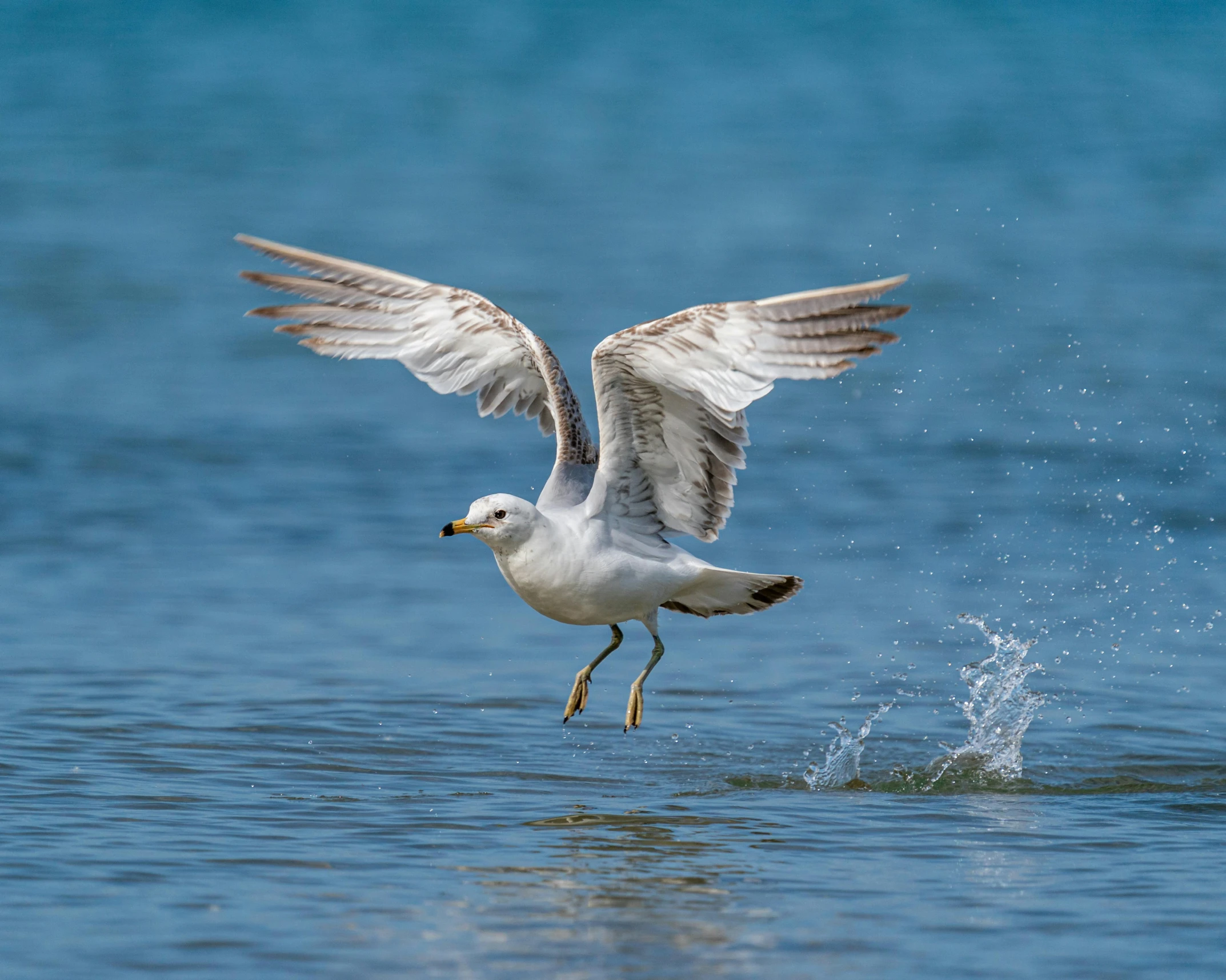 a seagull taking off from the water, an album cover, pexels contest winner, arabesque, 8k photo, hunting, youtube thumbnail, high resolution