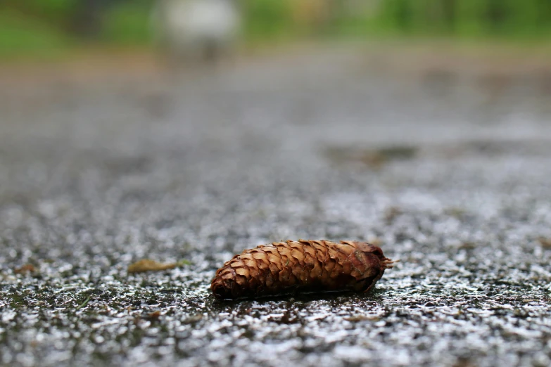 a close up of a pine cone on the ground, an album cover, standing in road, archive photo, photograph credit: ap, disease