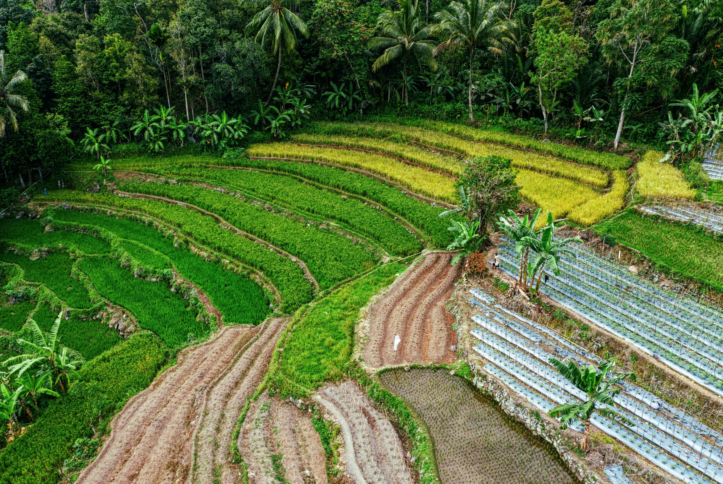 a view of a rice field from a bird's eye view, by Daniel Lieske, unsplash, land art, fan favorite, banana trees, colourful, photorealist