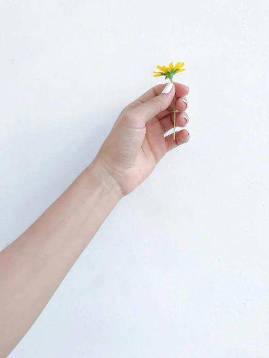 a person holding a yellow flower in their hand, by Oka Yasutomo, minimalism, smooth porcelain skin, single long stick, miniature product photo, unclipped fingernails