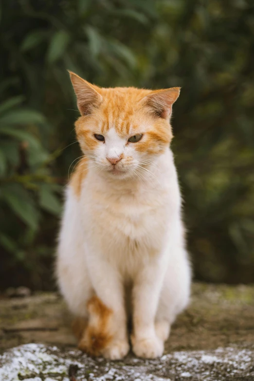 an orange and white cat sitting on a rock, an album cover, unsplash, intimidating stance, old male, taken in the late 2010s, paul barson